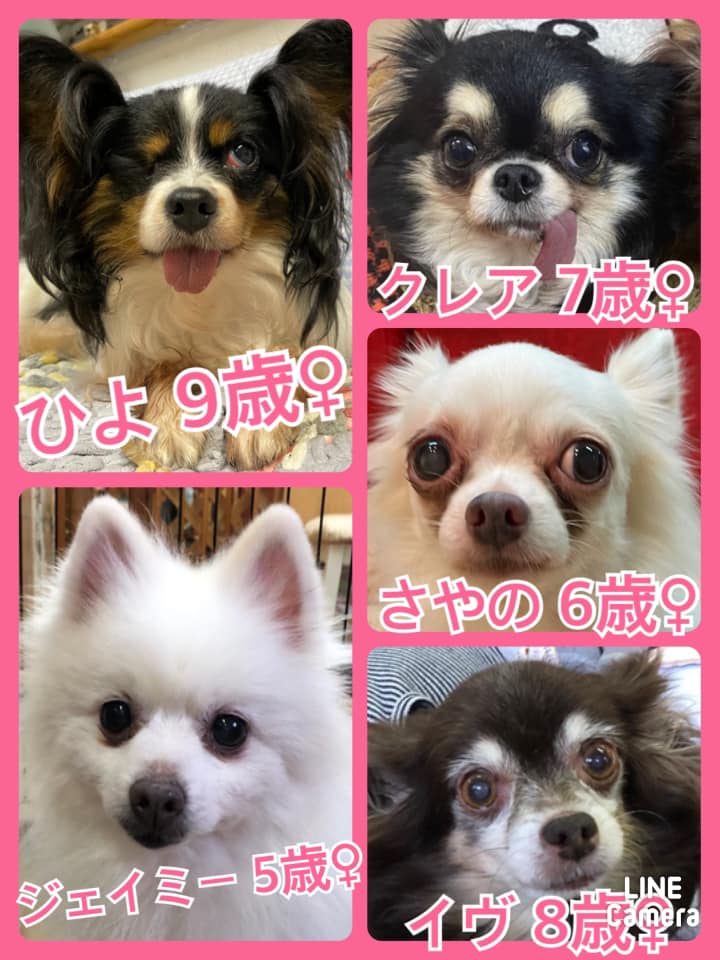 🐾今日の里親様募集中ワンコ🐶メンバーです🐾2021,3,16